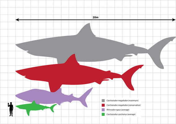 Megalodon Size: How Big Was The Megalodon Shark? - FossilEra.com